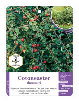 COTONEASTER DAMNERI (*)