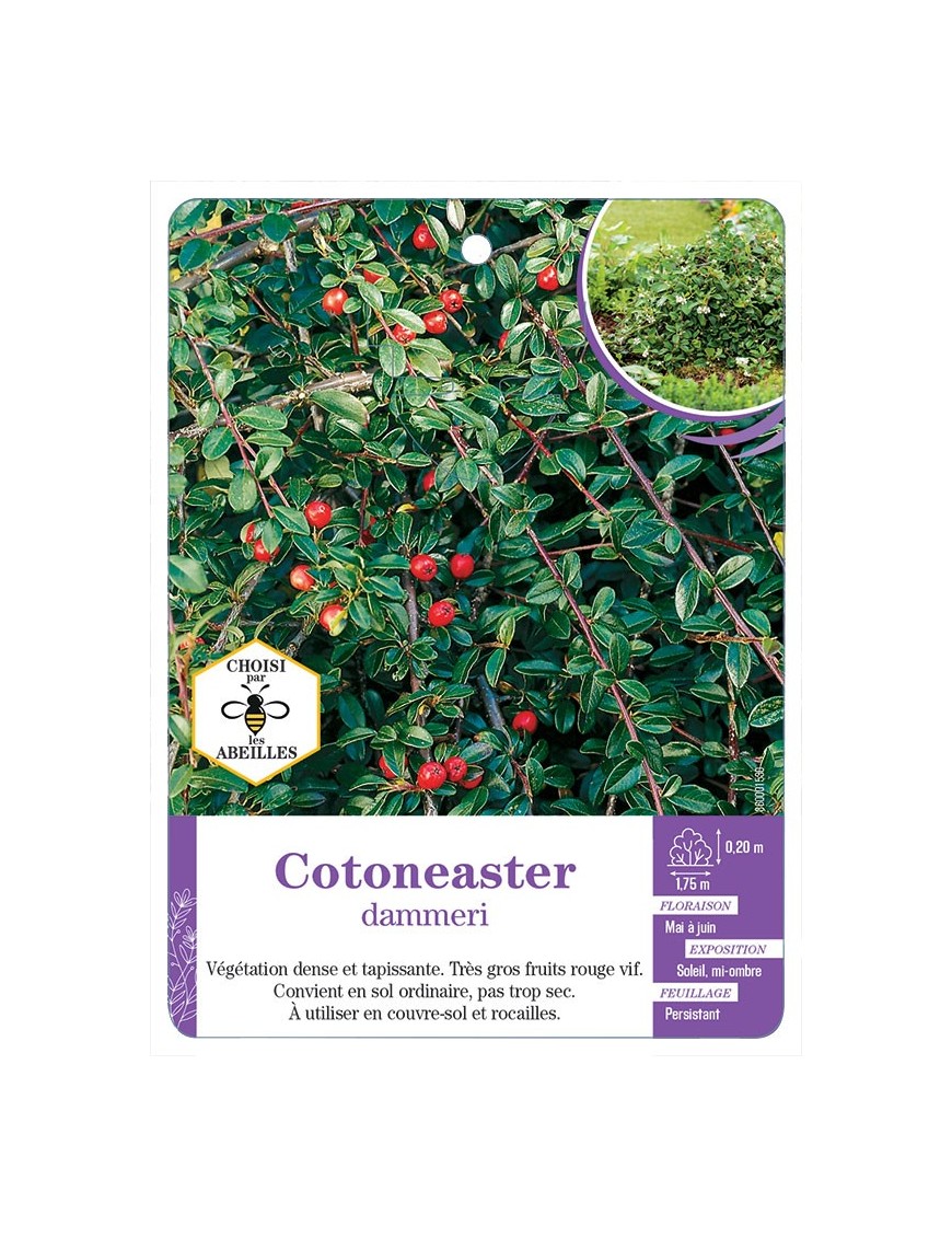 COTONEASTER DAMNERI (*)