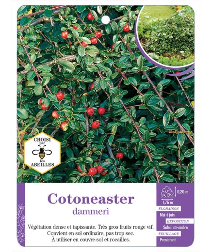 COTONEASTER DAMNERI (*)