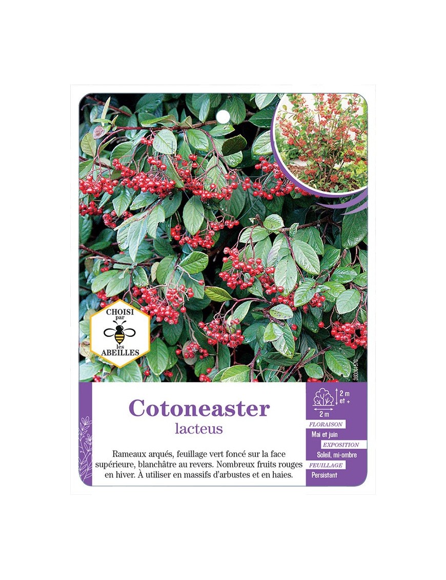 COTONEASTER LACTEUS