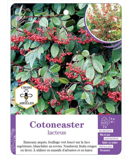 COTONEASTER LACTEUS