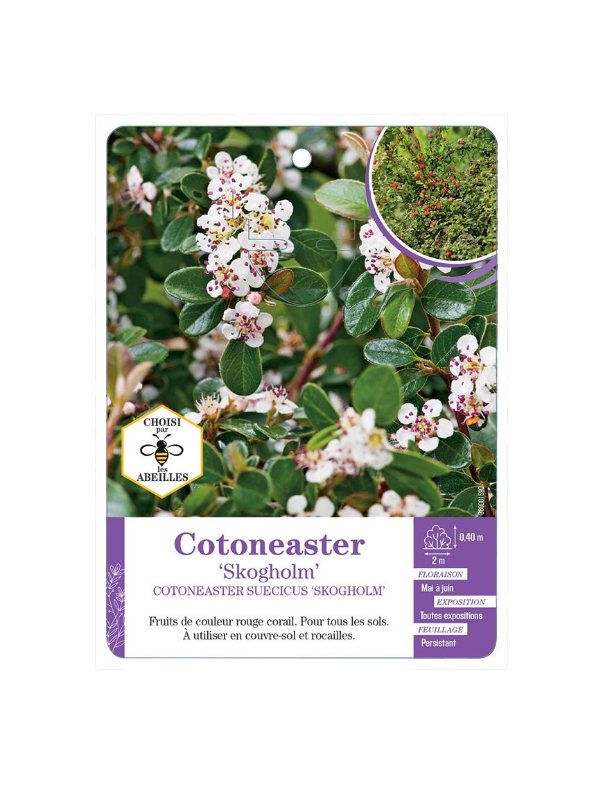 COTONEASTER SUECICUS SKOGHOLM (*)