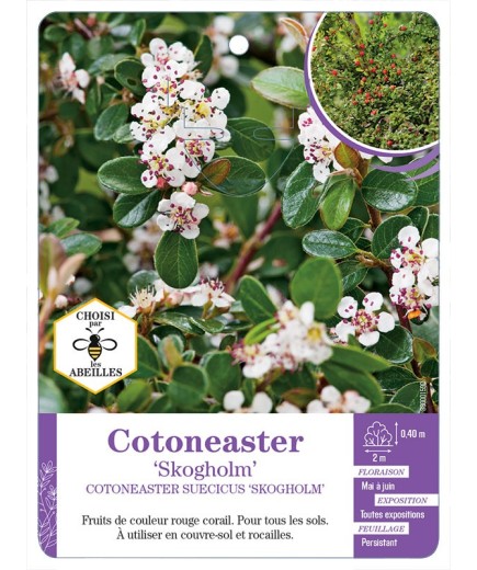 COTONEASTER SUECICUS SKOGHOLM (*)