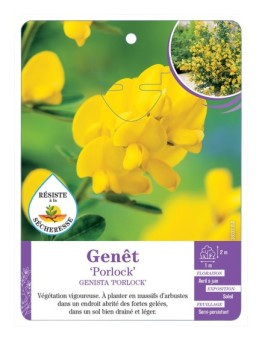 CYTISUS PORLOCK voir Genêt (*)