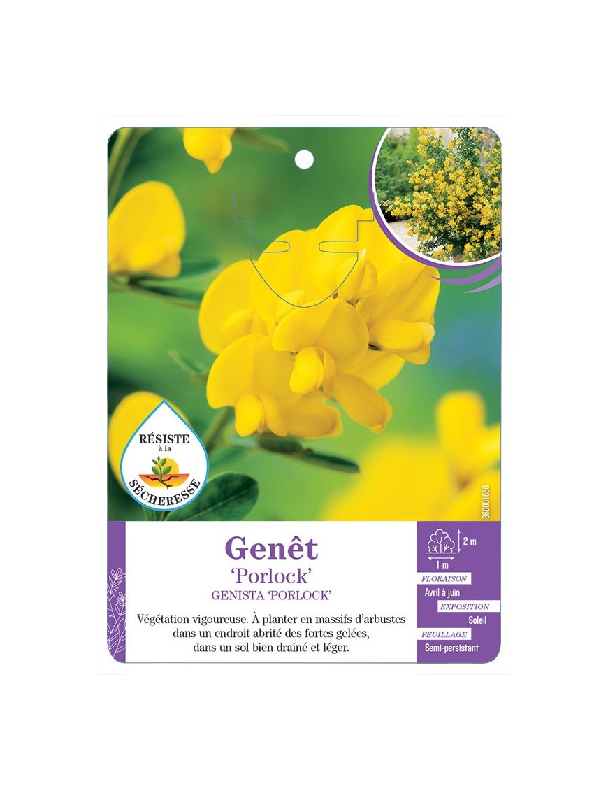 CYTISUS PORLOCK voir Genêt (*)