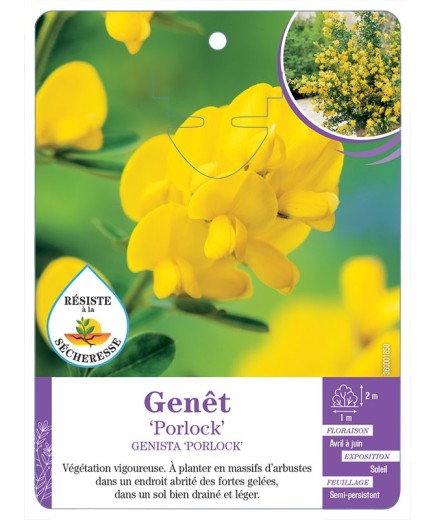 CYTISUS PORLOCK voir Genêt (*)