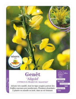 CYTISUS X PRAECOX ALLGOLD voir Genêt (*)