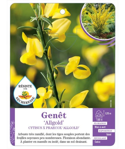 CYTISUS X PRAECOX ALLGOLD voir Genêt (*)