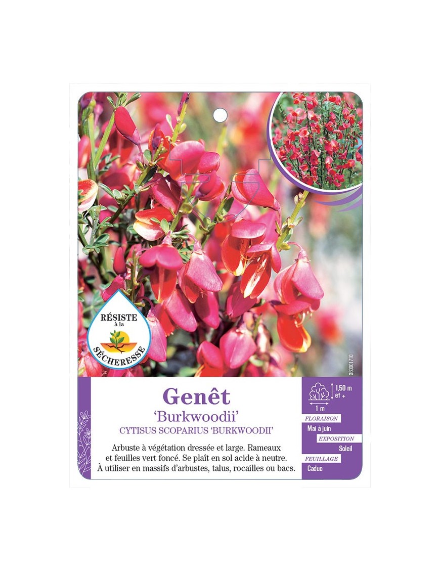 CYTISUS SCOPARIUS BURKWOODII voir Genêt (*)
