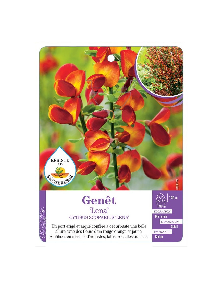 CYTISUS SCOPARIUS LENA voir Genêt (*)