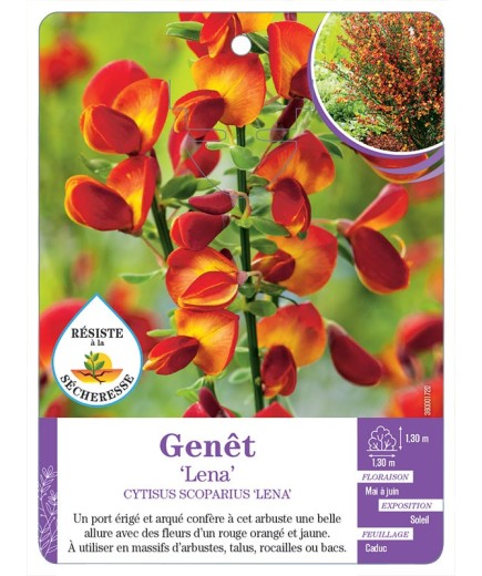 CYTISUS SCOPARIUS LENA voir Genêt (*)