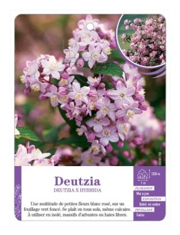 DEUTZIA X HYBRIDA (rose)