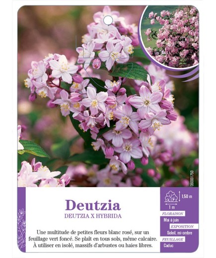 DEUTZIA X HYBRIDA (rose)