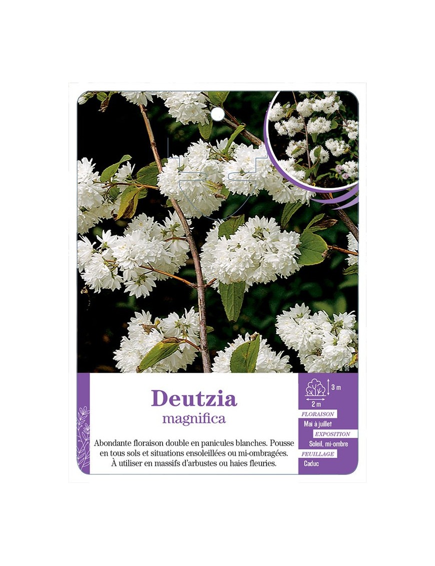 DEUTZIA X MAGNIFICA (*)