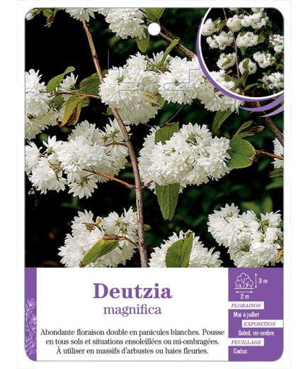 DEUTZIA X MAGNIFICA (*)