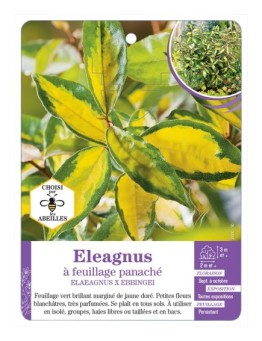 ELAEAGNUS X EBBINGEI à feuillage panaché (*)