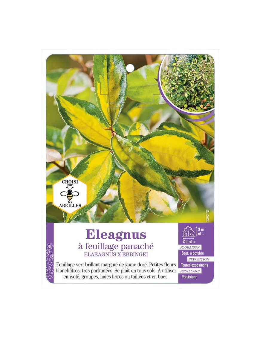 ELAEAGNUS X EBBINGEI à feuillage panaché (*)