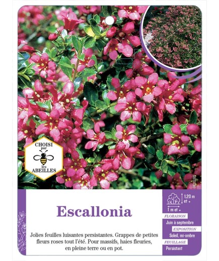 ESCALLONIA (rose)