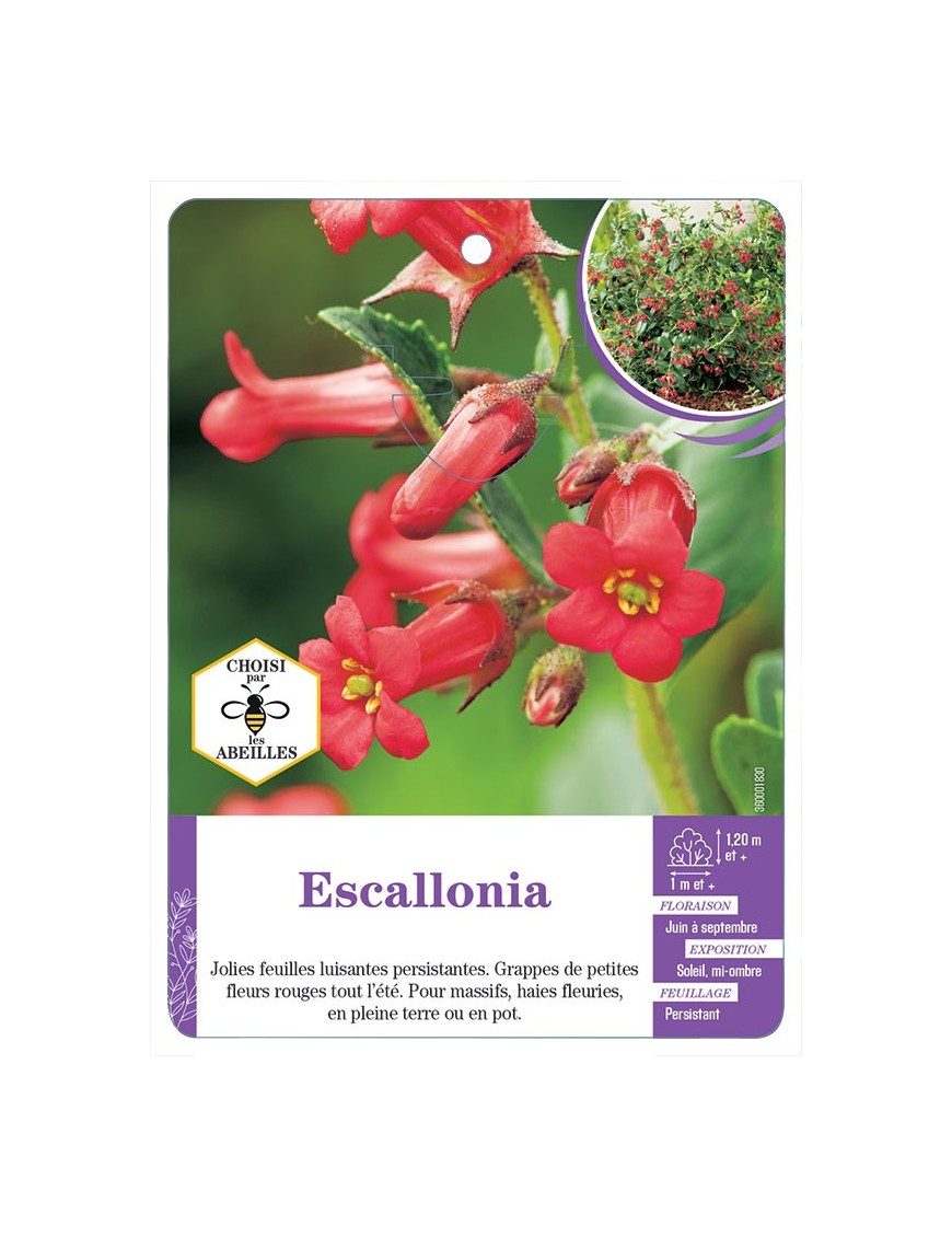 ESCALLONIA (rouge)