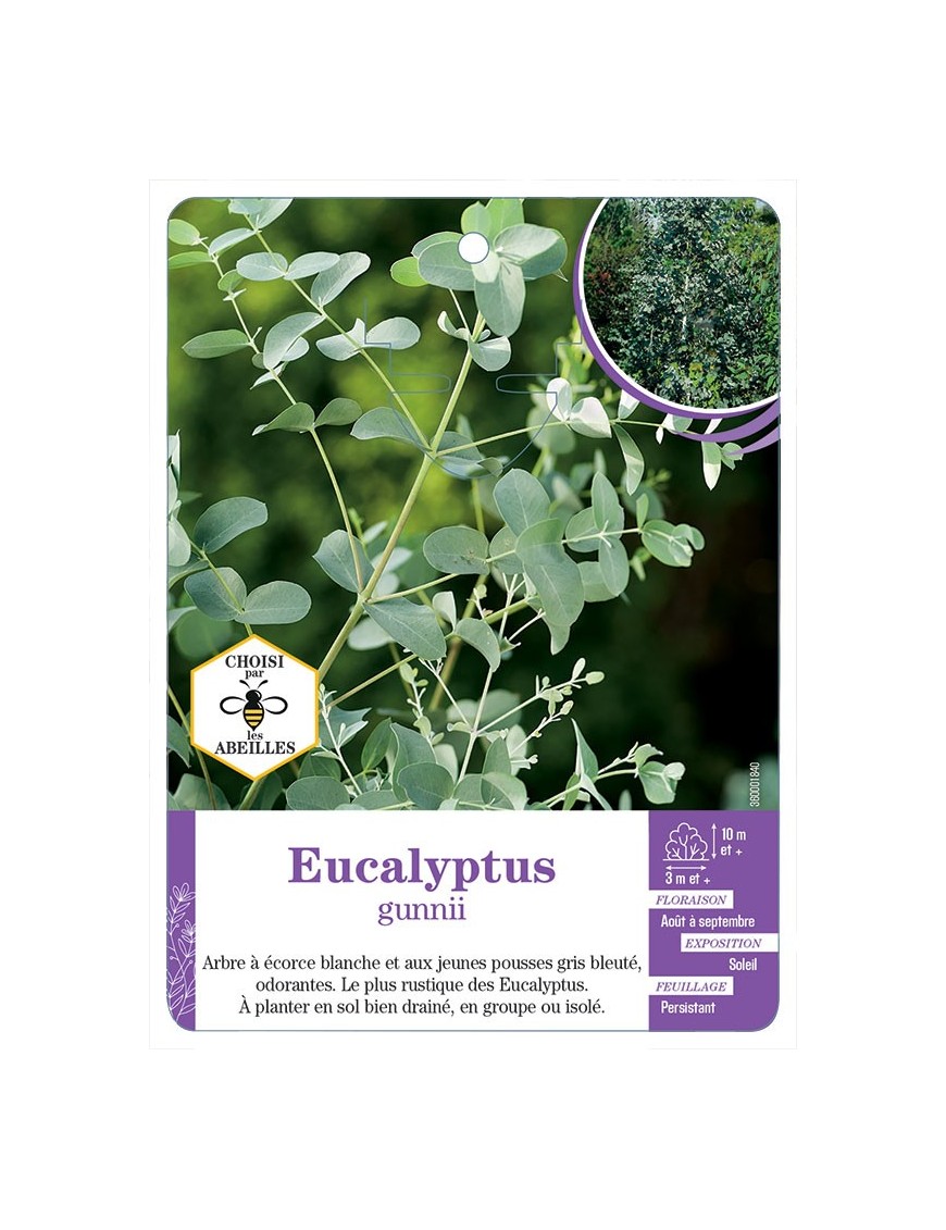 EUCALYPTUS GUNNII (*)