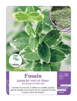 EUONYMUS fortunei voir Fusain panaché vert et blanc