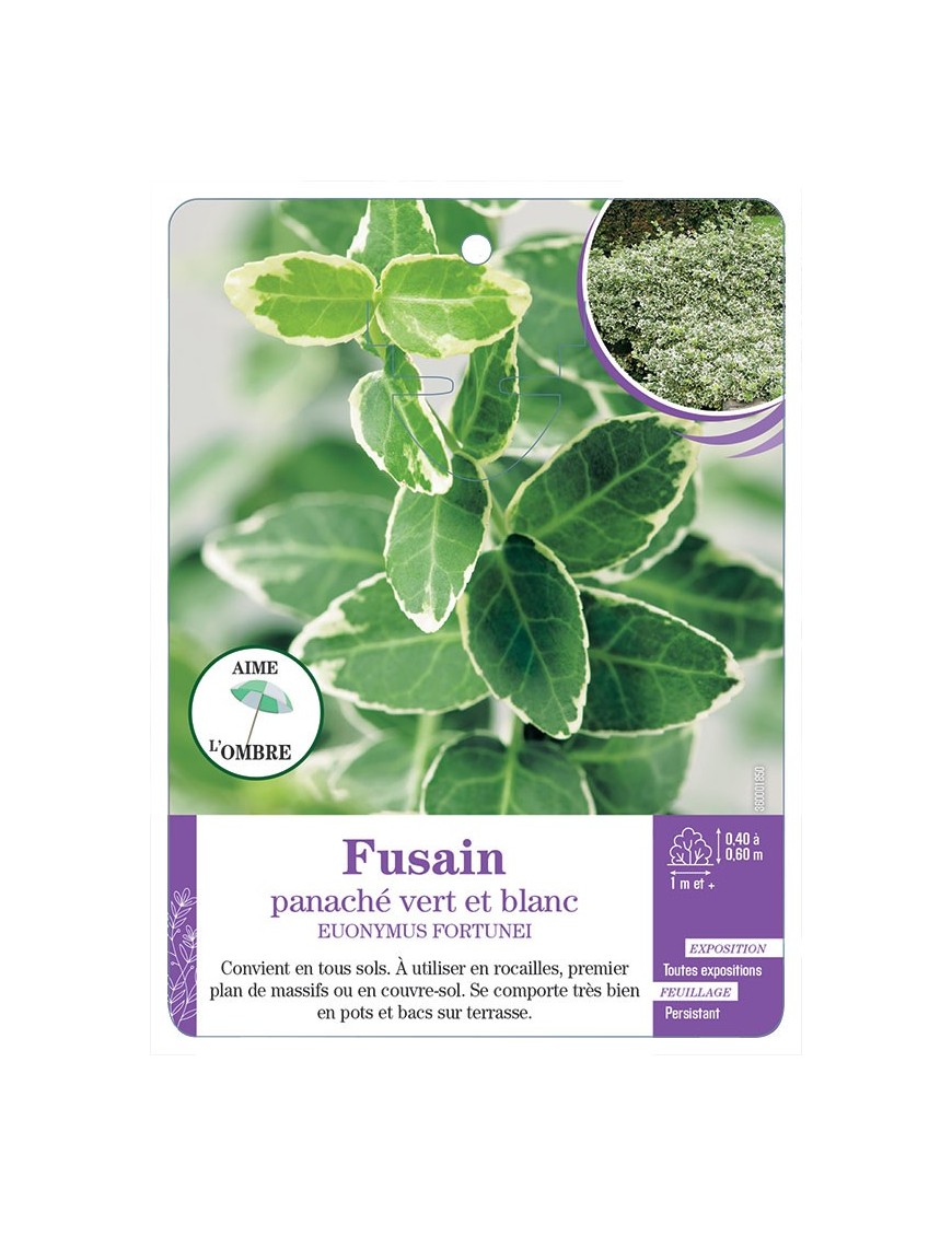 EUONYMUS fortunei voir Fusain panaché vert et blanc
