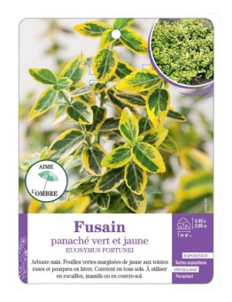 EUONYMUS fortunei voir Fusain panaché vert et jaune