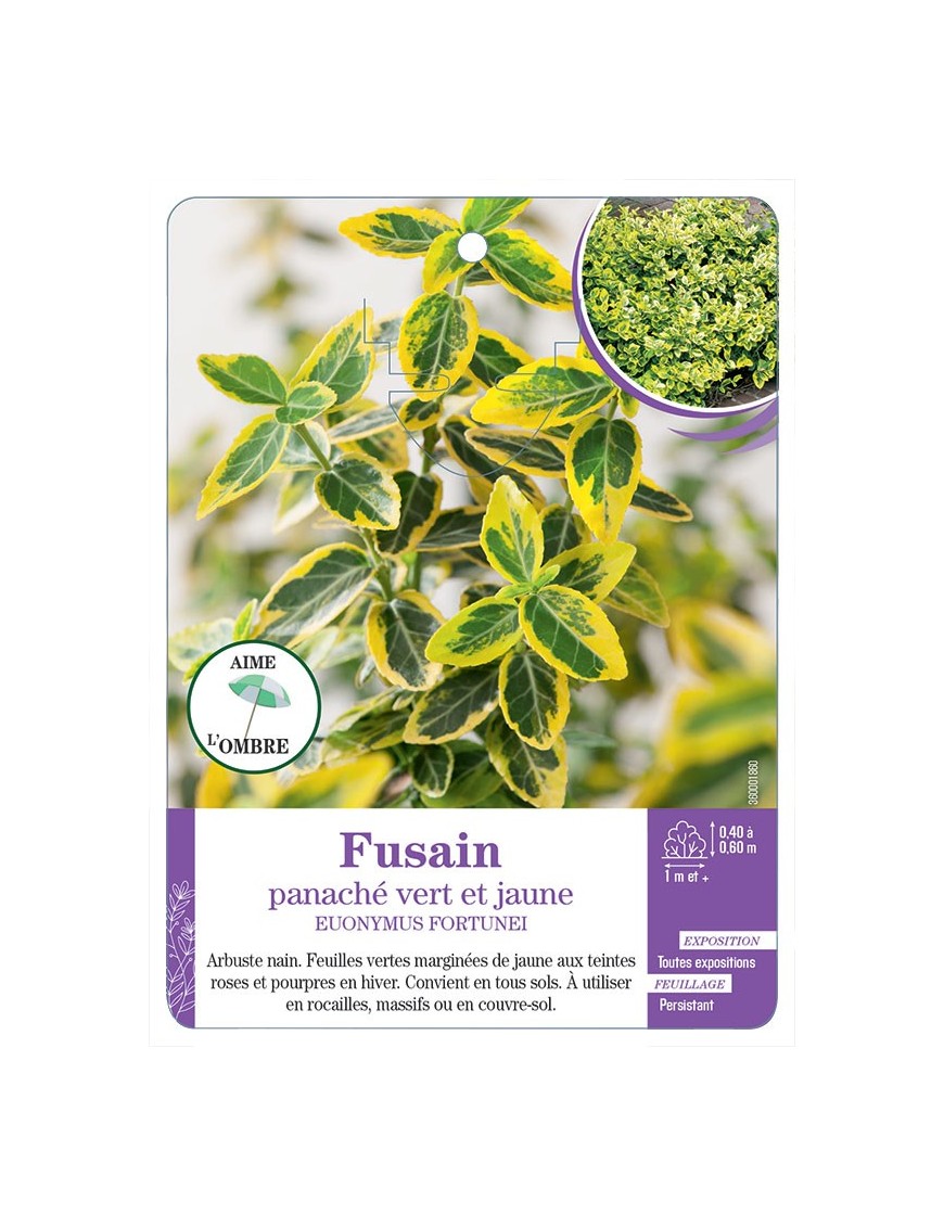 EUONYMUS fortunei voir Fusain panaché vert et jaune