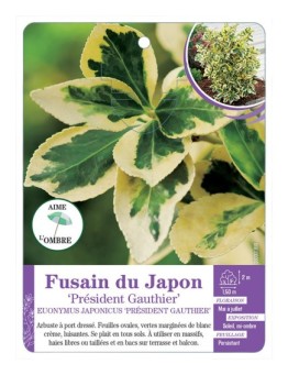 EUONYMUS JAPONICUS PRESIDENT GAUTHIER voir Fusain du japon