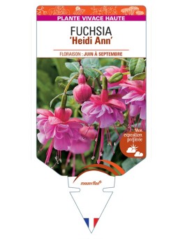 FUCHSIA Heidi Ann