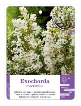 EXOCHORDA MACRANTHA (*)
