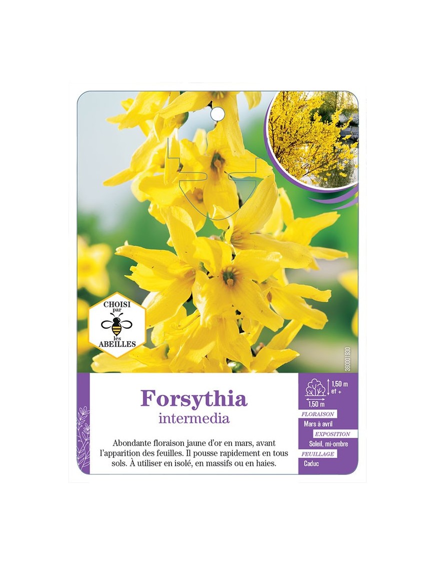 FORSYTHIA