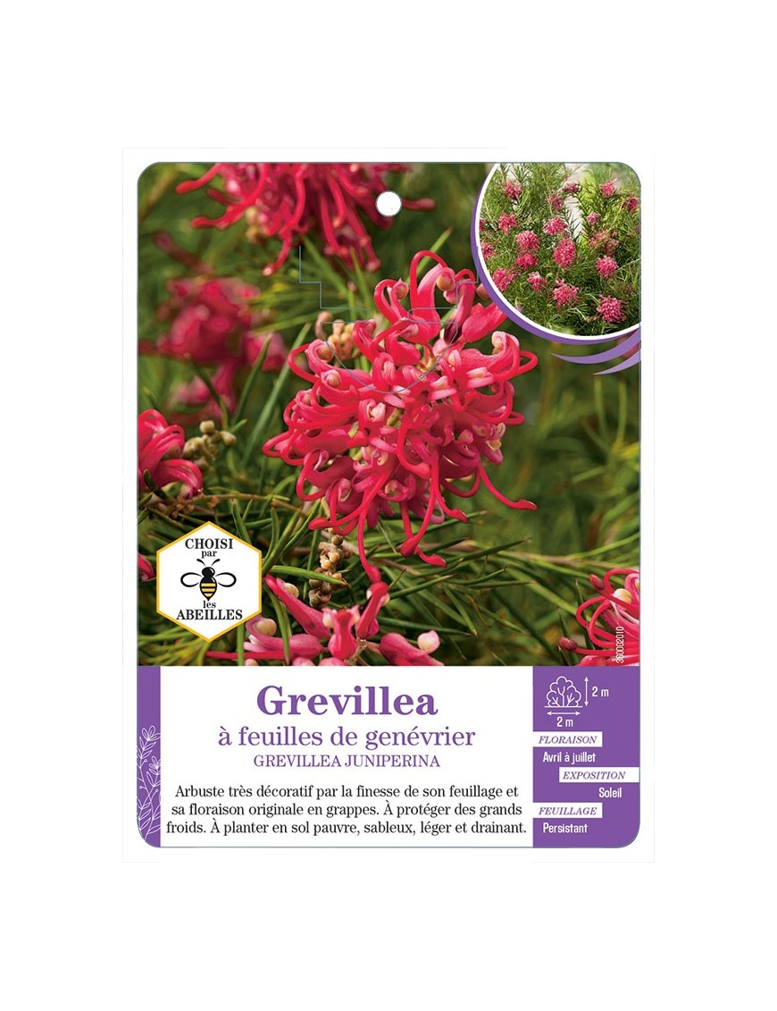 GREVILLEA JUNIPERINA à feuilles de genévrier