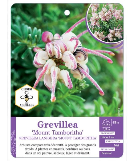 GREVILLEA Mount Tambouritha