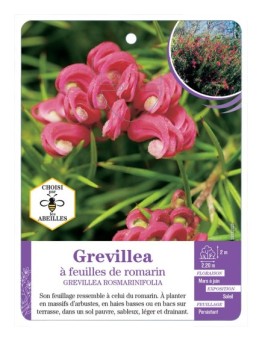 GREVILLEA ROSMARINIFOLIA à feuilles de romarin (*)