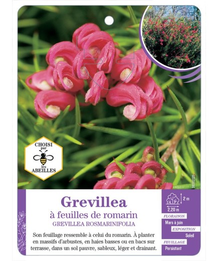 GREVILLEA ROSMARINIFOLIA à feuilles de romarin (*)