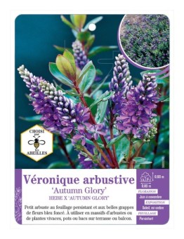 HEBE X AUTUMN GLORY voir Véronique arbustive (*)