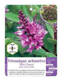 HEBE WIRI CHARM voir Véronique arbustive (*)