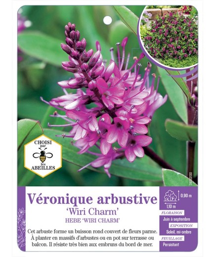 HEBE WIRI CHARM voir Véronique arbustive (*)