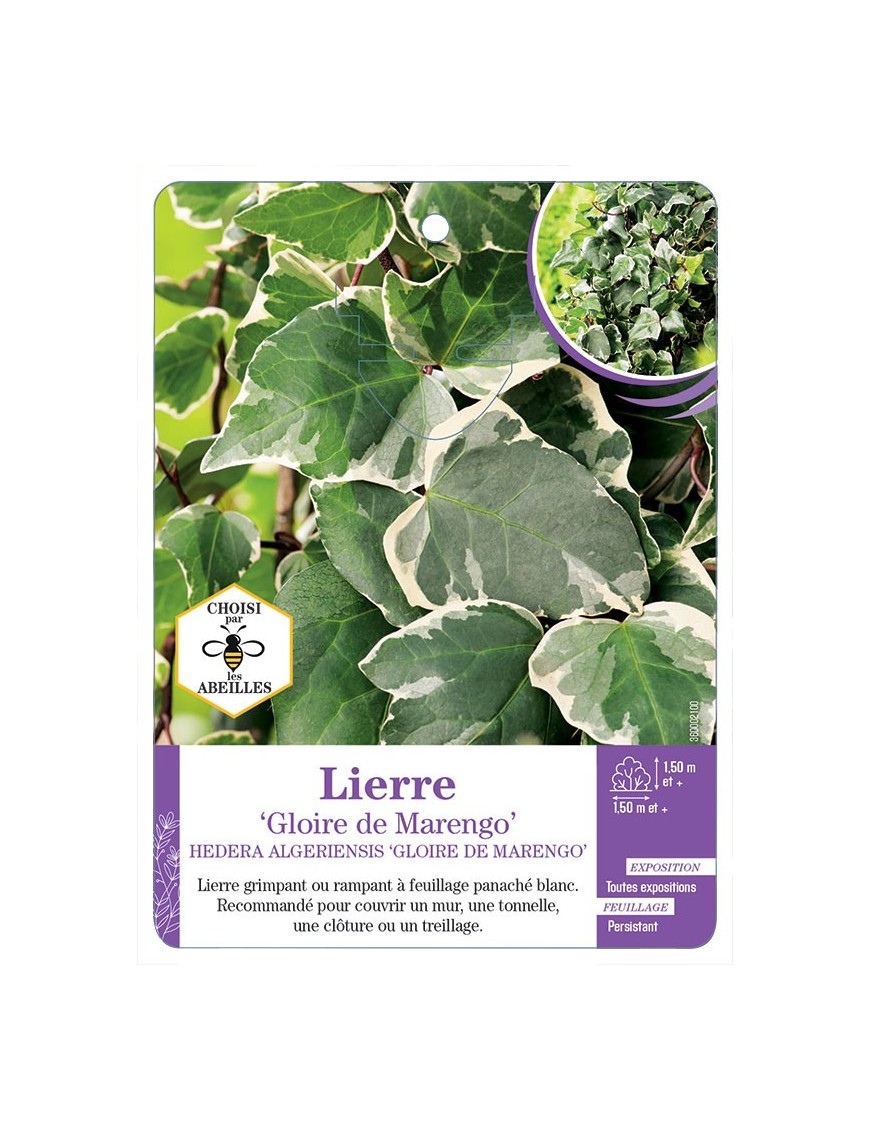 HEDERA ALGERIENSIS GLOIRE DE MARENGO voir Lierre (*)