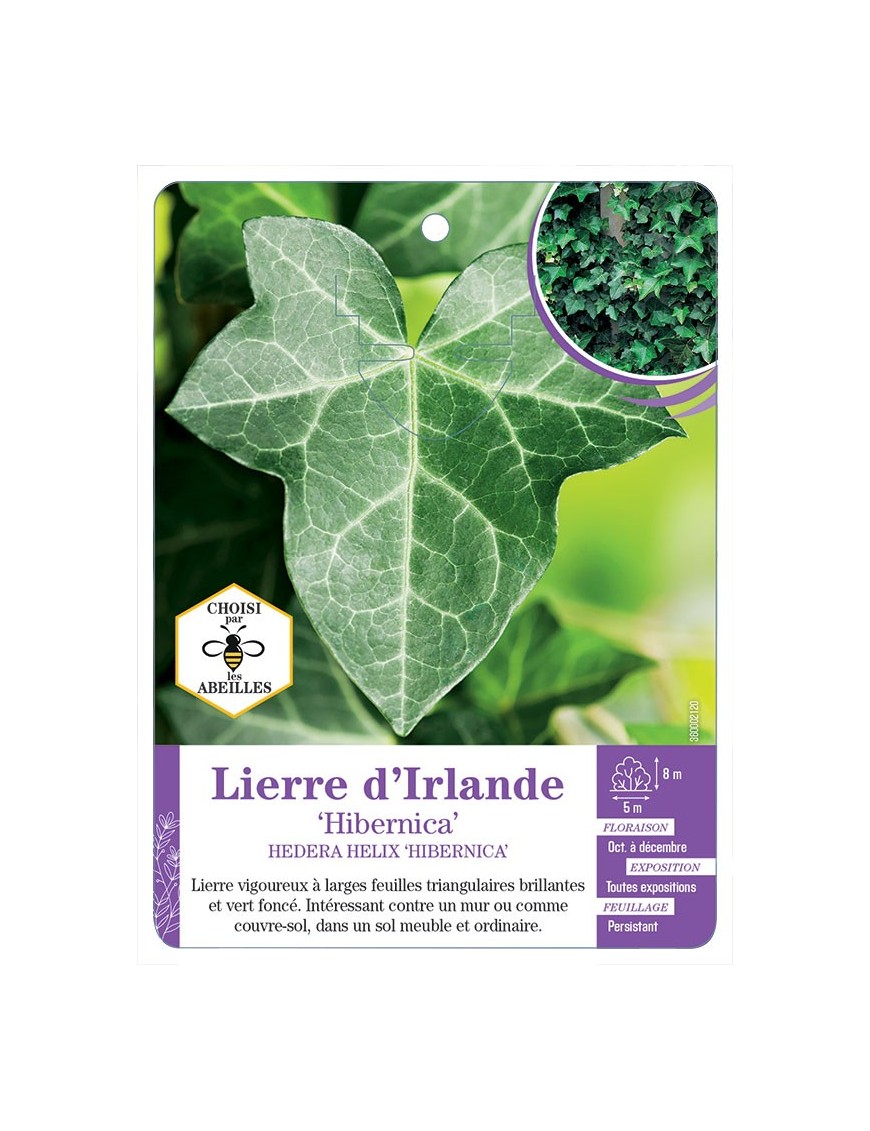 HEDERA HELIX HIBERNICA voir Lierre d Irlande (*)
