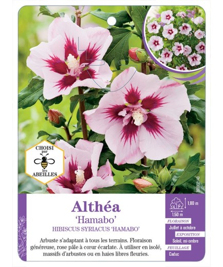 HIBISCUS SYRIACUS HAMABO voir Althéa