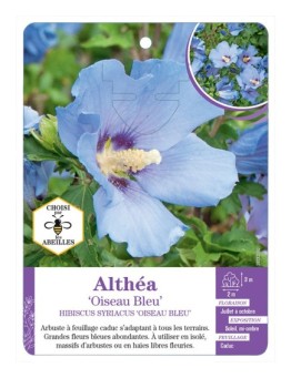 HIBISCUS SYRIACUS OISEAU BLEU voir Althéa