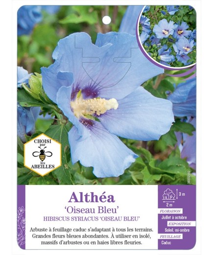 HIBISCUS SYRIACUS OISEAU BLEU voir Althéa
