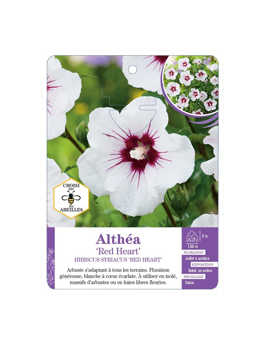 HIBISCUS SYRIACUS RED HEART voir Althéa (*)
