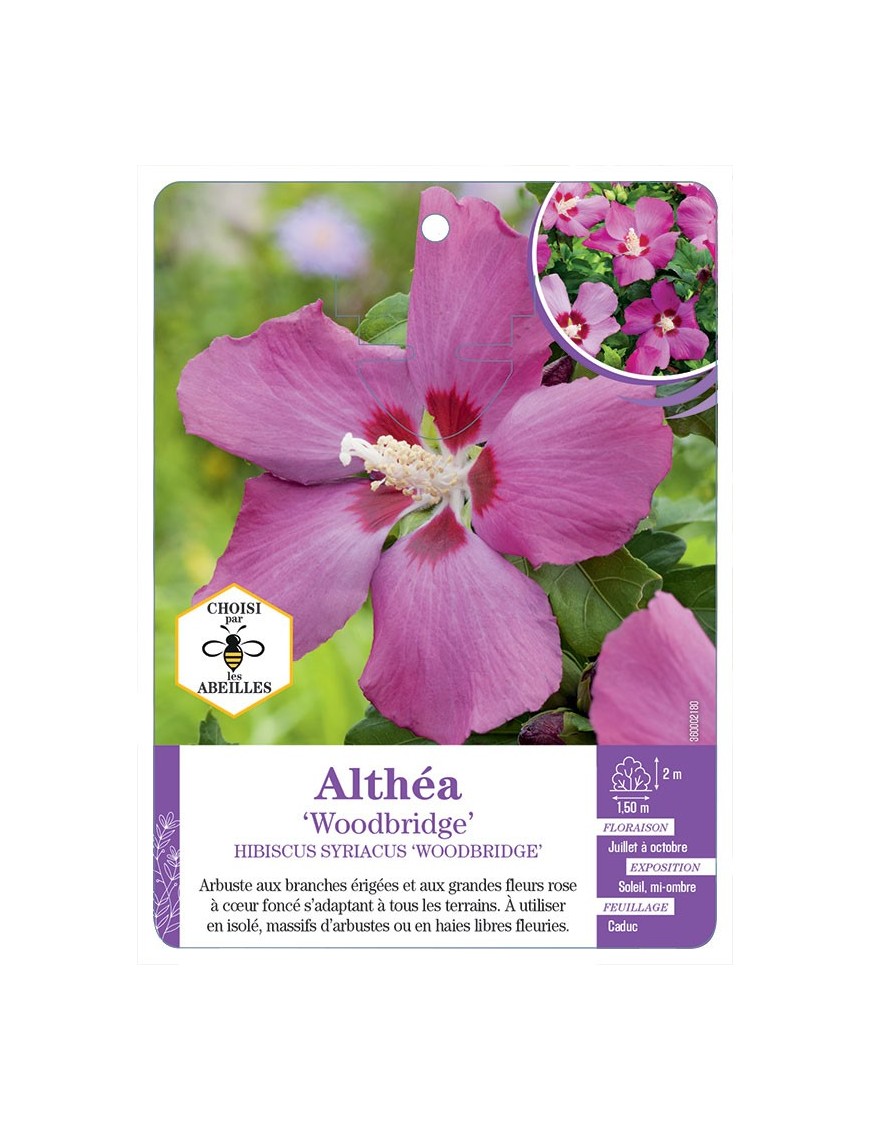 HIBISCUS SYRIACUS WOODBRIDGE voir Althéa