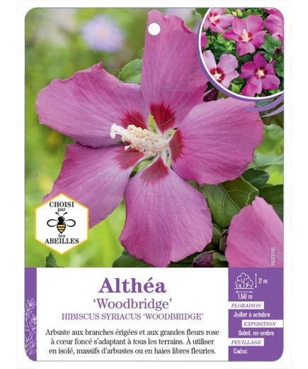 HIBISCUS SYRIACUS WOODBRIDGE voir Althéa