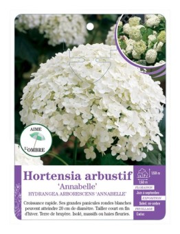 HYDRANGEA ARBORESCENS ANNABELLE voir Hortensia arbustif