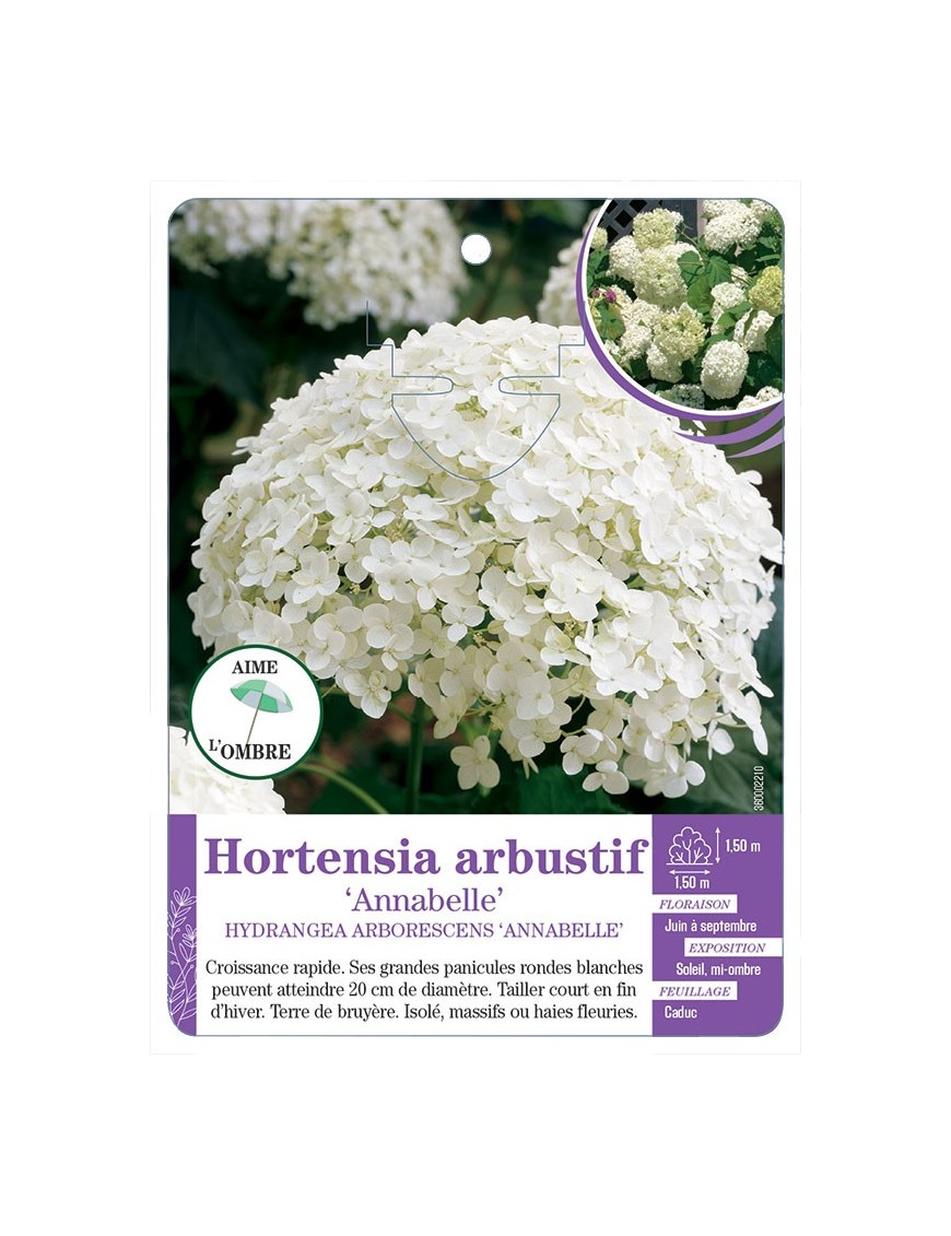 HYDRANGEA ARBORESCENS ANNABELLE voir Hortensia arbustif