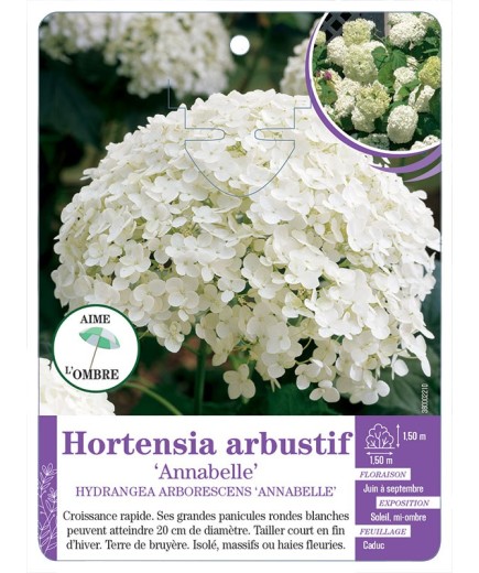 HYDRANGEA ARBORESCENS ANNABELLE voir Hortensia arbustif